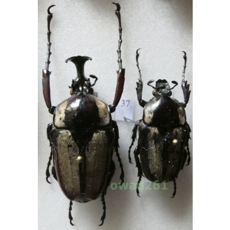 Herculaisia malaleuca Fairmaire, 1899 pair 40mm Vietnam37